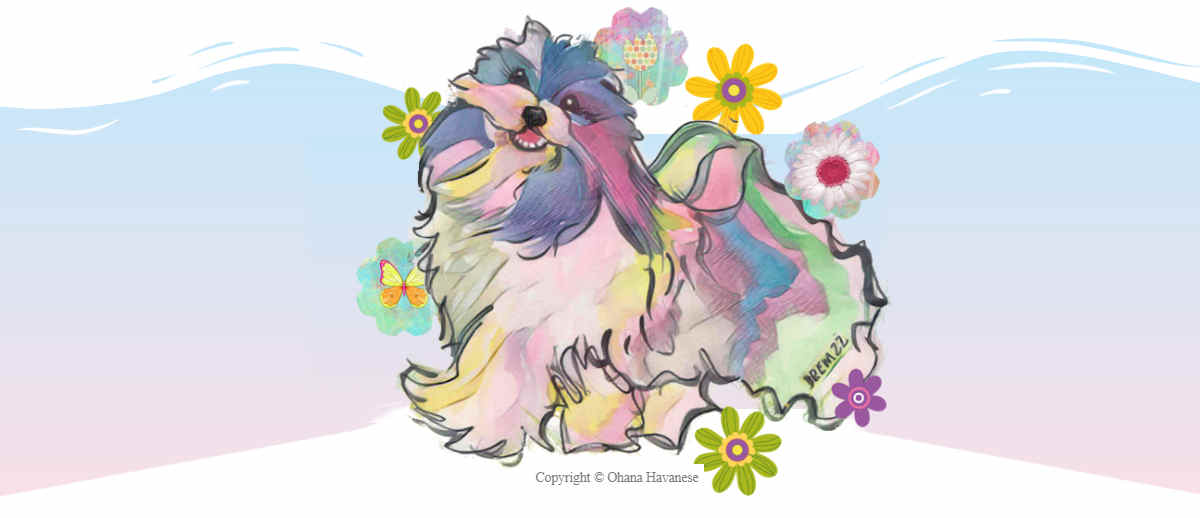 Ohana Havanese