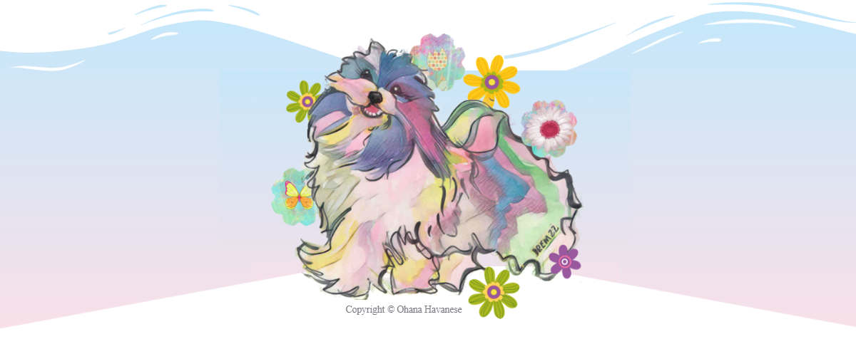 Ohana Havanese