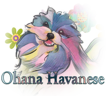 Ohana Havanese