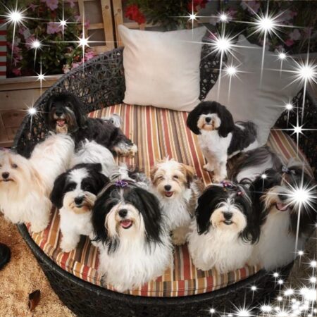 Contact us for Havanese puppies